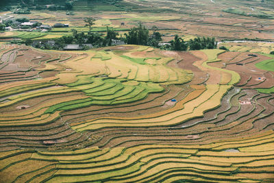 Scenic view of rice field