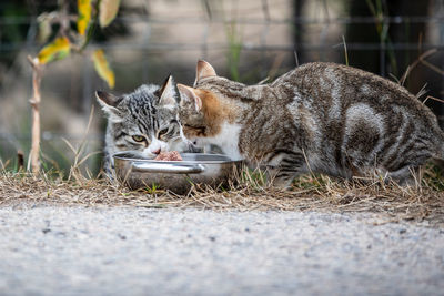 Portrait of cat sitting outdoors