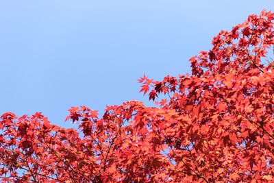 Low angle view of red flowers on tree