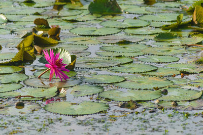 View of purple water lily in lake