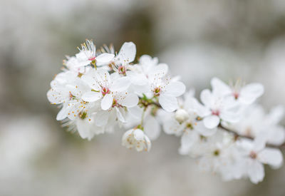 Close-up of white cherry blossom tree