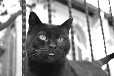 Close-up portrait of black cat outdoors