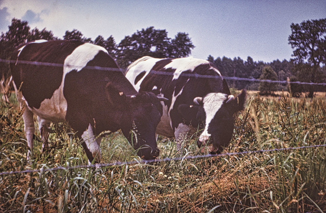 VIEW OF COWS ON FIELD