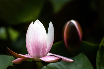 Close-up of pink lotus water lily