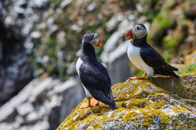 Puffin birds on the saltee islands in ireland, fratercula arctica