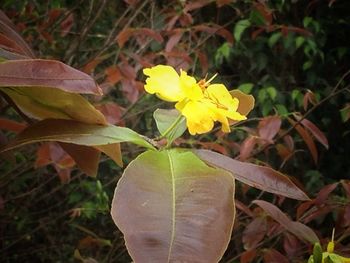 Close-up of yellow flowers blooming outdoors