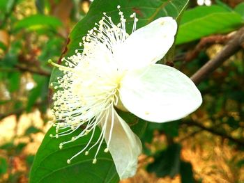 Close-up of white flowering plant