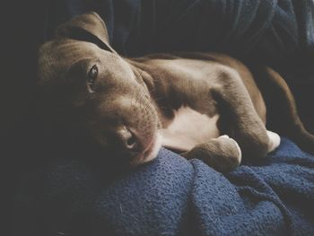 Close-up of dog sleeping on sofa at home