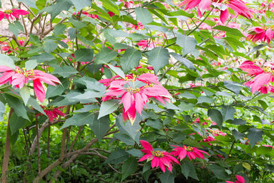 Close-up of pink flowering plants