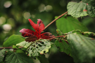 Close-up of red leaves on plant