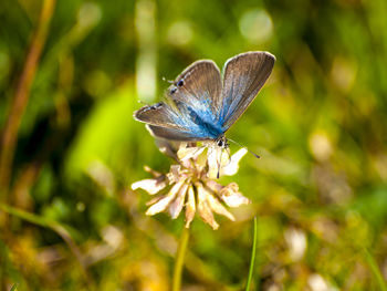 Close-up of butterfly perching on flower