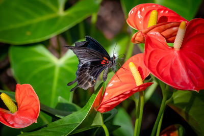 Close-up of butterfly pollinating on flower