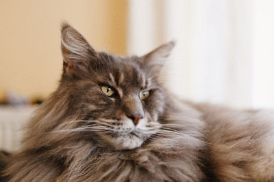 Close-up of cat looking away