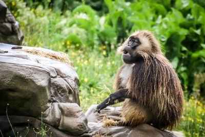 Lion sitting on rock