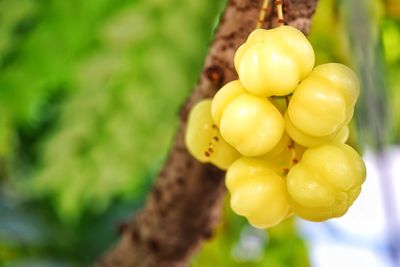 Close-up of fruits hanging on tree