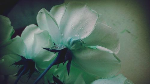 Close-up of flowers