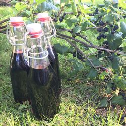 Close-up of beer bottle against plants