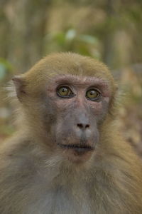 Close-up portrait of assam macaque