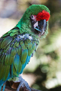 Green featherleaa amazon rainforest macaw