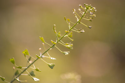 Close-up of plant