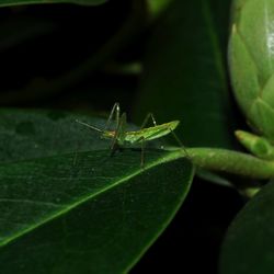 Close-up of grasshopper on leaf