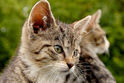 Close-up of cat