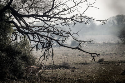 Bare tree on field against sky