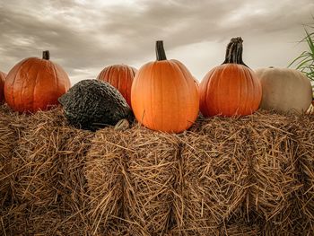 View of pumpkins on field against sky