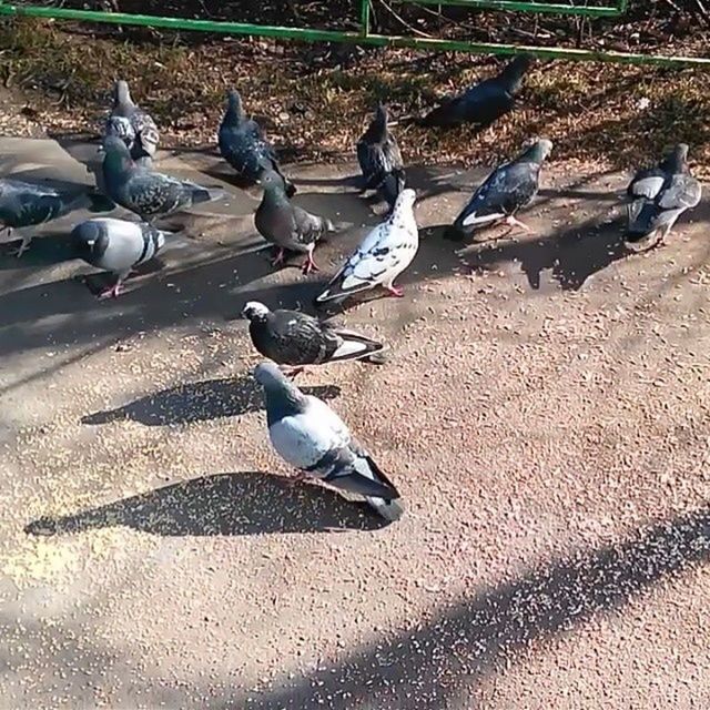 bird, animal themes, animals in the wild, wildlife, pigeon, high angle view, seagull, sunlight, street, nature, medium group of animals, flock of birds, day, outdoors, shadow, full length, two animals, field, road