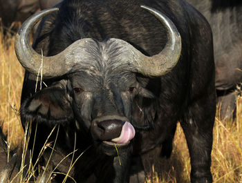 Close-up of a bufalo