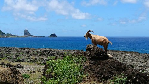 Sheep on rock by sea against sky