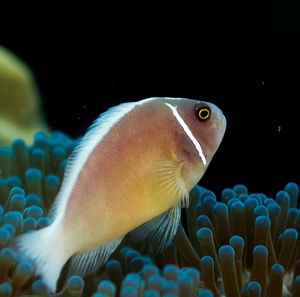 Close-up of fish swimming in sea