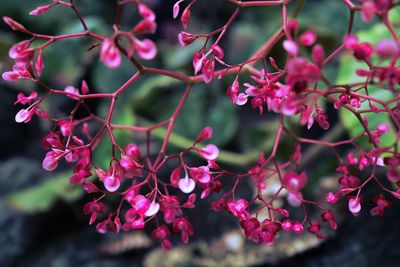 Close-up of pink flowers