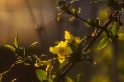 Close-up of yellow flowering plant