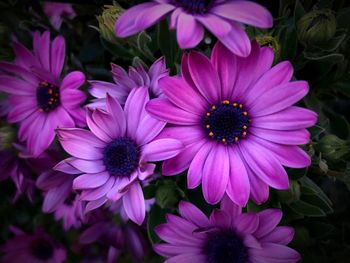 Close-up of pink flowers