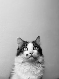 Portrait of cat against white background