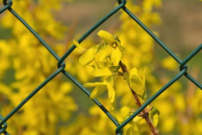 Close-up of yellow flowering plant seen through chainlink fence