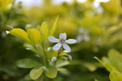 Close-up of white flowering plant