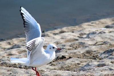 Close-up of seagull flying over beach