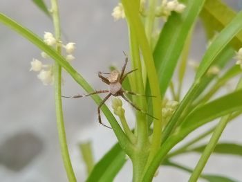 Close-up of insect on plant