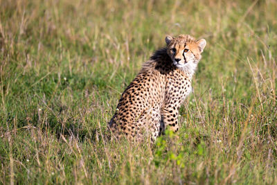 Cat looking away on grass