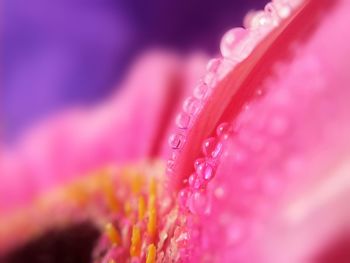 Close-up of wet pink flower