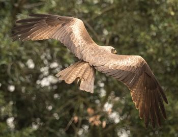 Nibbio bruno black kite