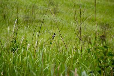 View of bird perching on a field