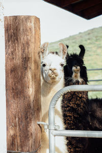 Portrait of alpacas standing by railing