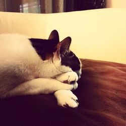 Close-up of cat sleeping on sofa