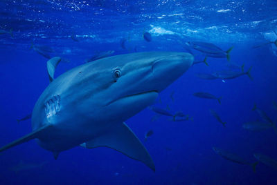 Shark swimming in sea