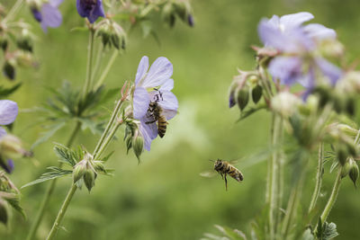 Close-up of bees pollinating on flower