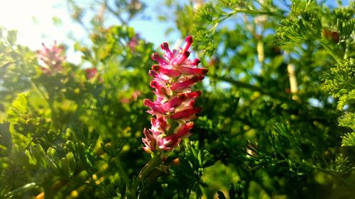 Close-up of pink flowers