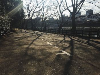 Shadow of bare trees on road